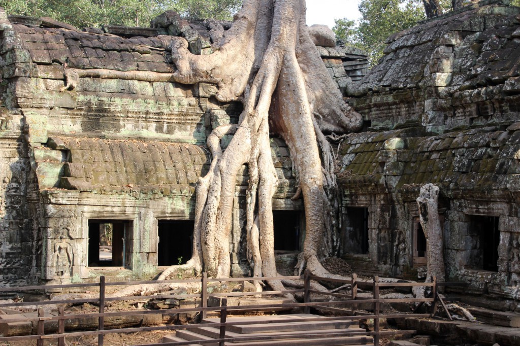 Kambodscha-Angkor-Ta-Phrom-Baum-1